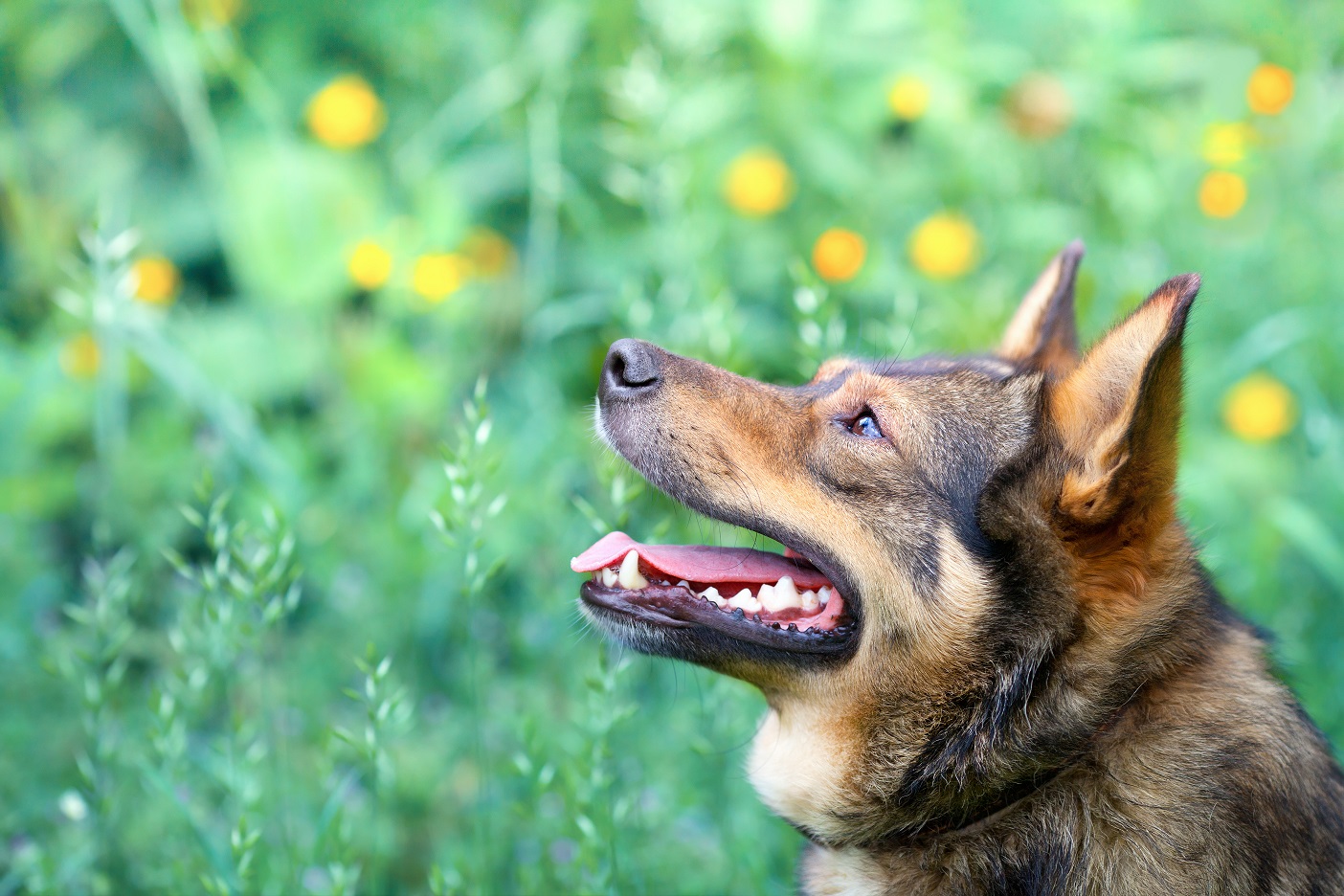 z psem po ziemi kłodzkiej