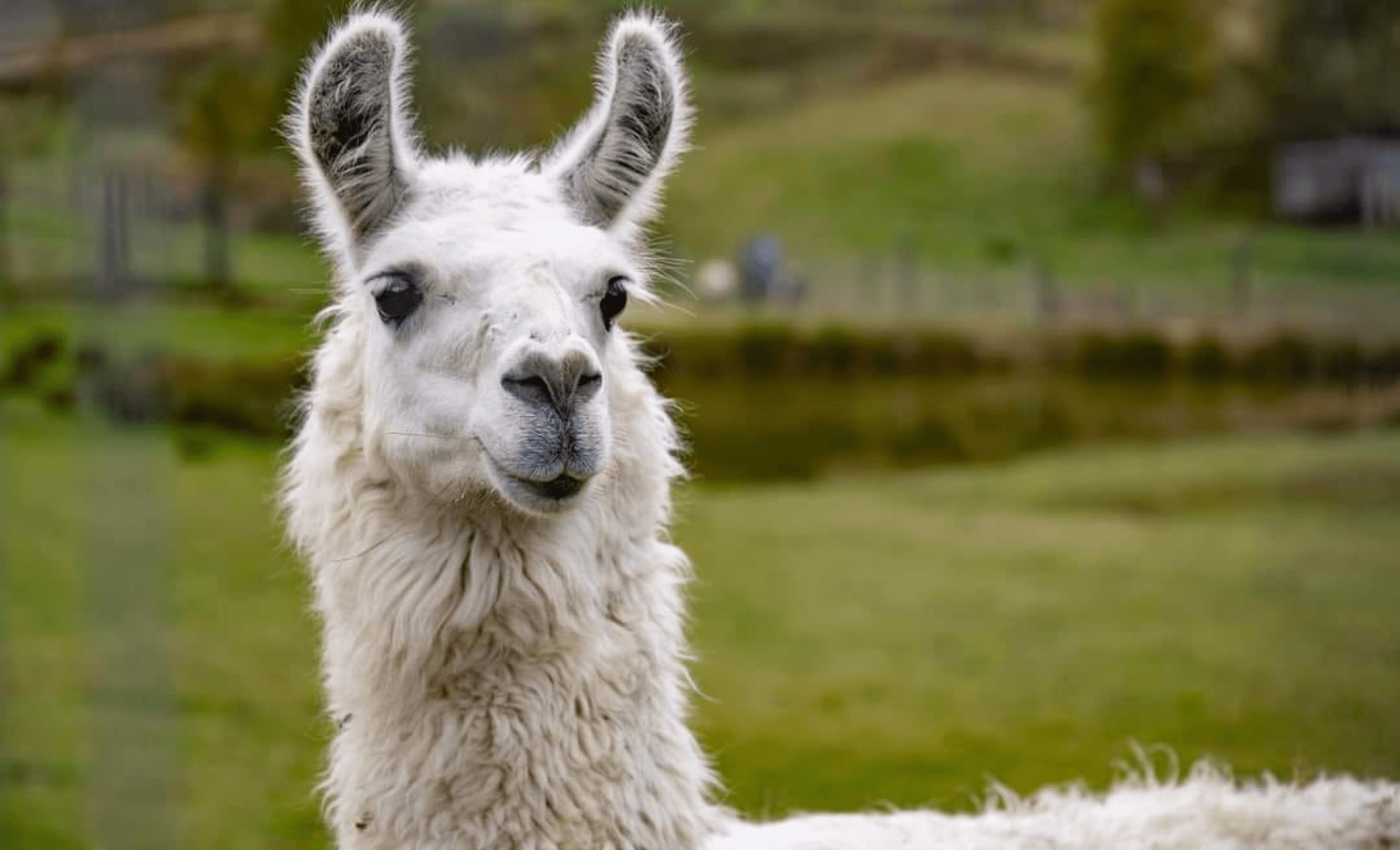 Zoo Łączna edukacja Projekt Ryś