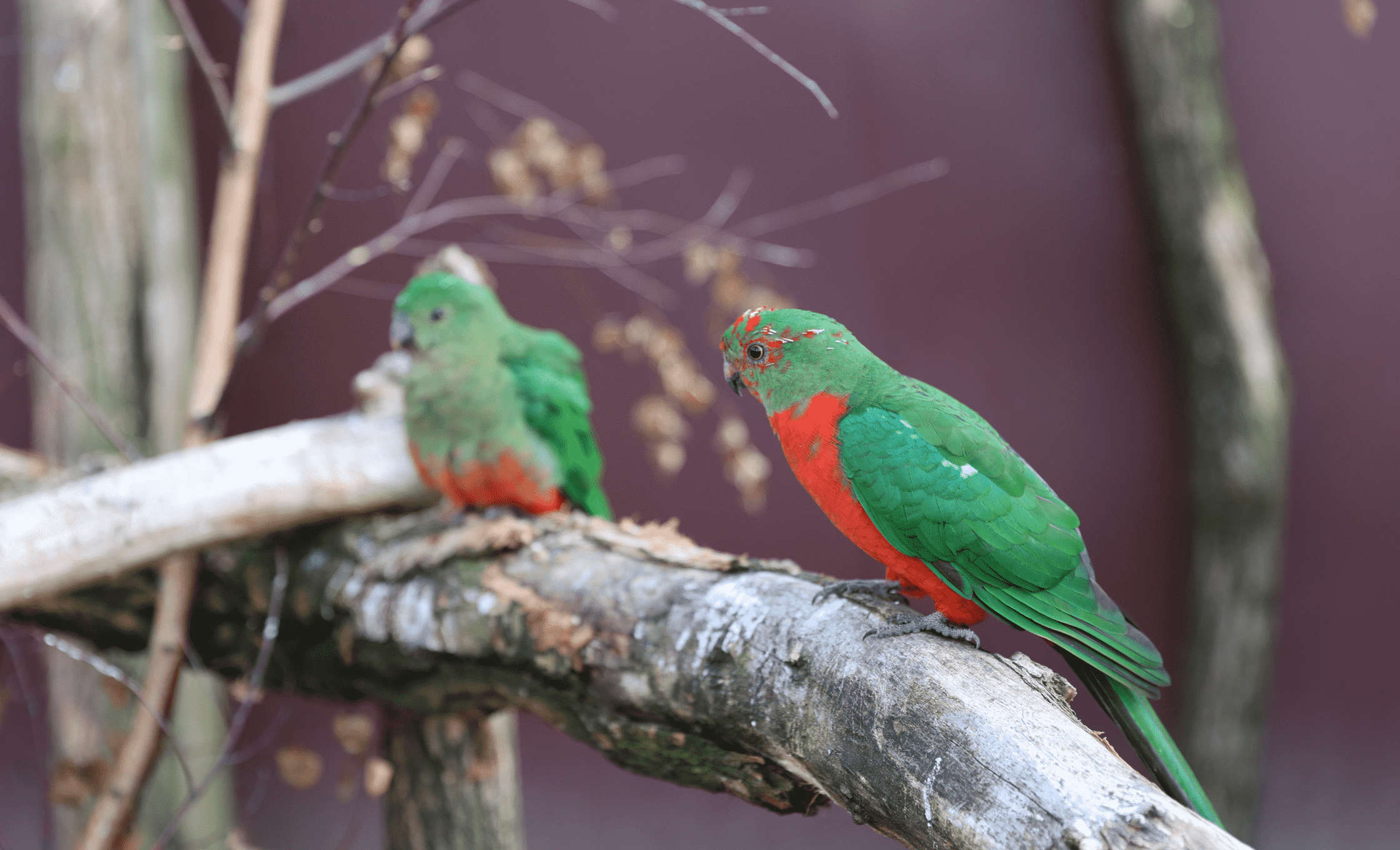 Świat Ptaków Zoo Łączna