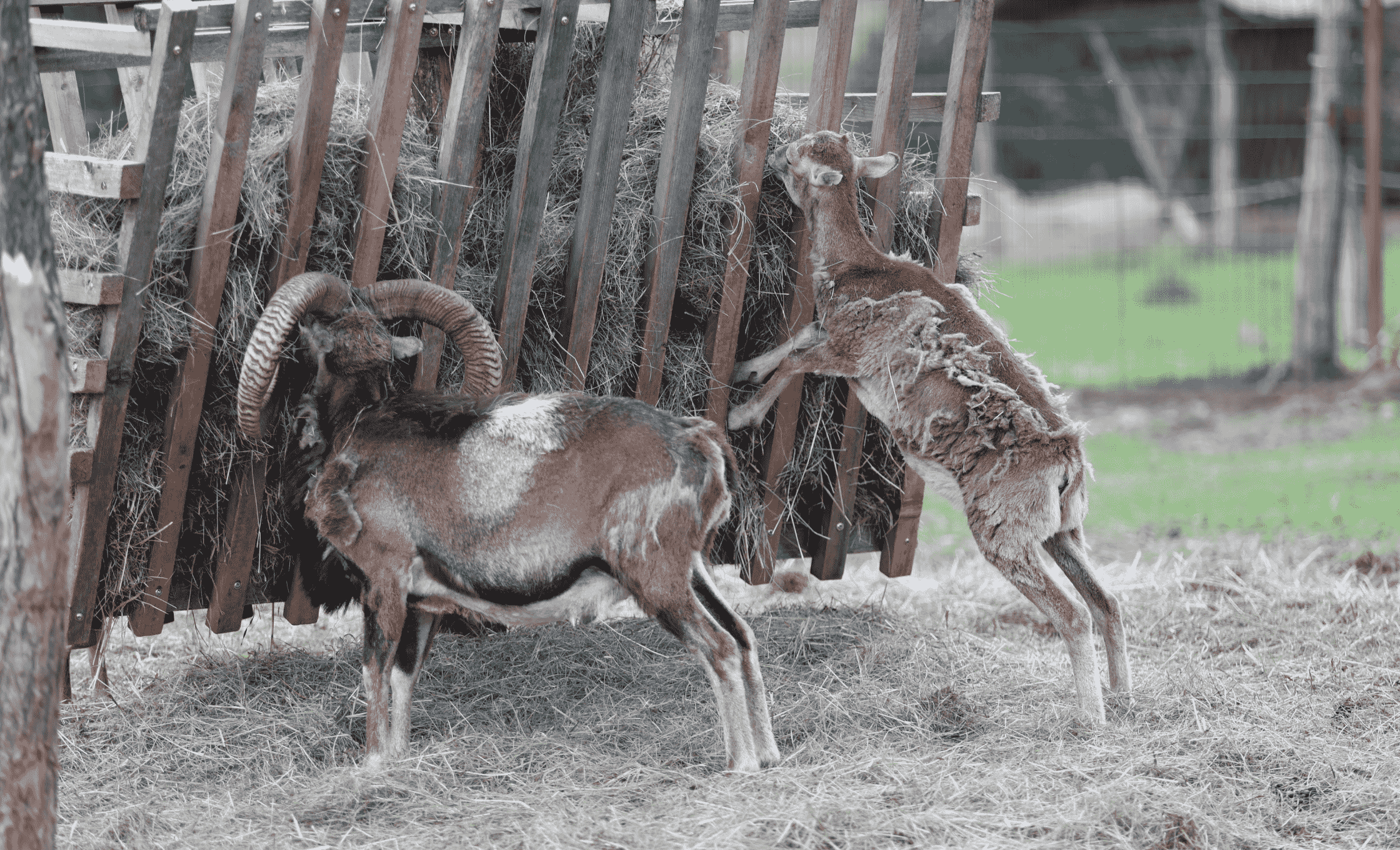 Świat Kóz i Owiec Zoo Łączna