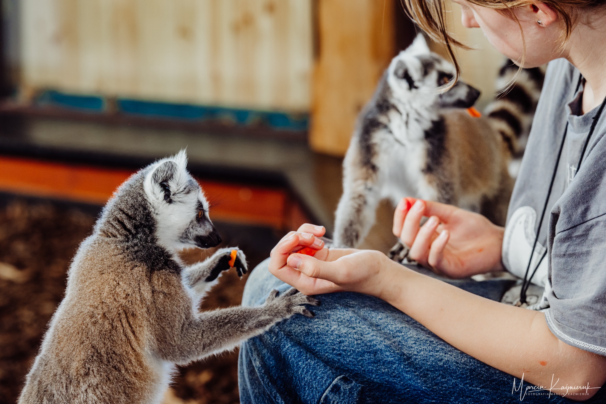 Kawiarnia z lemurami w Miłkowie
