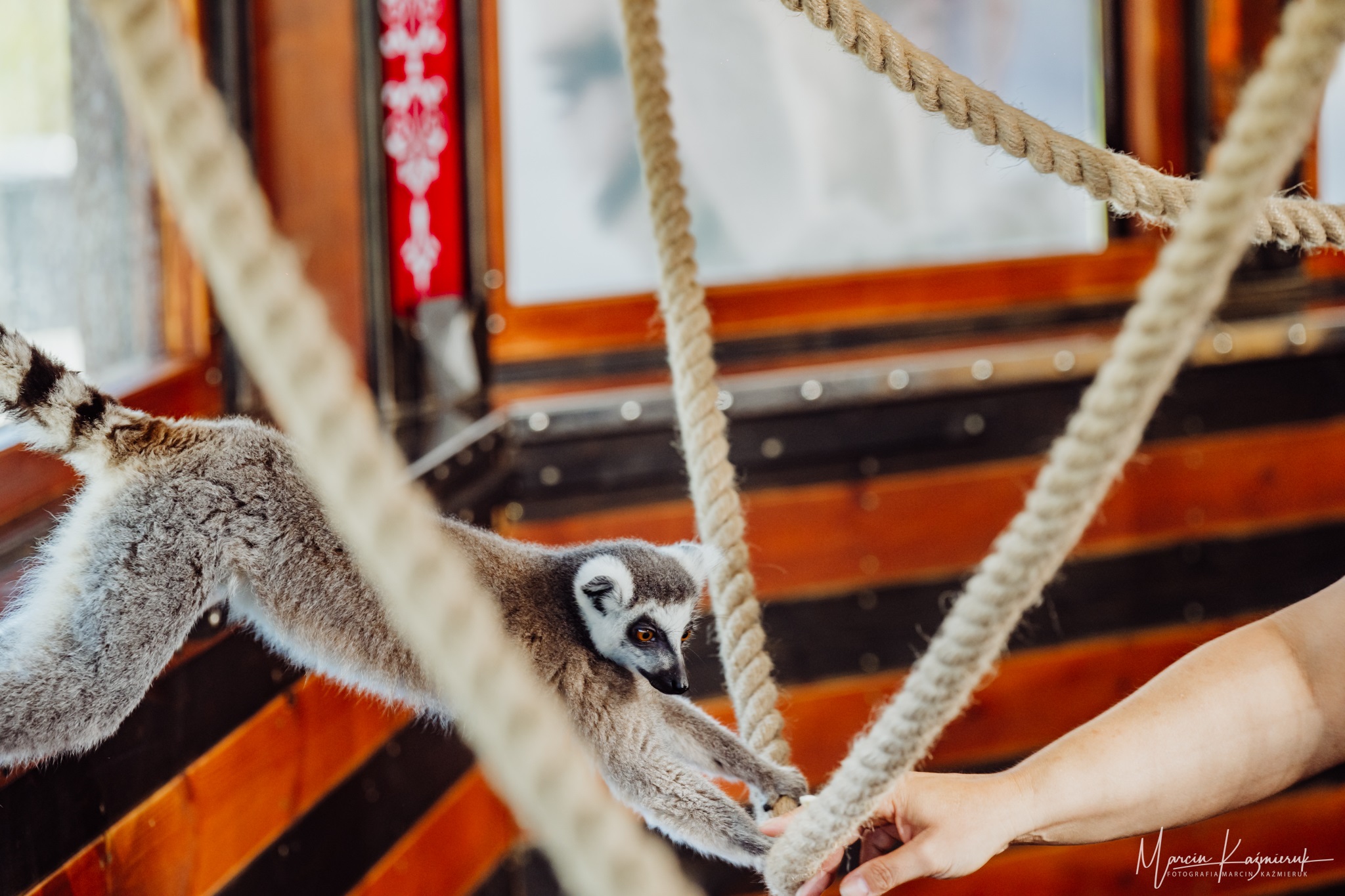 Spotkanie z lemurami w Miłkowie