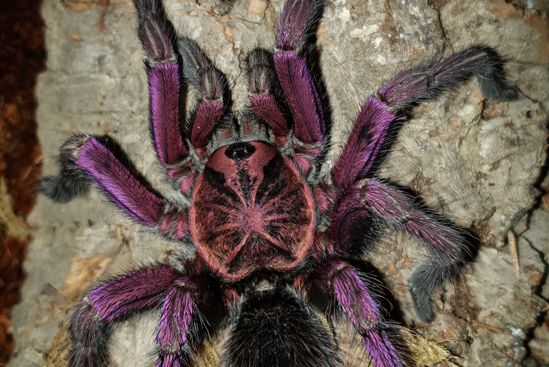 pajeczarnia karpacz