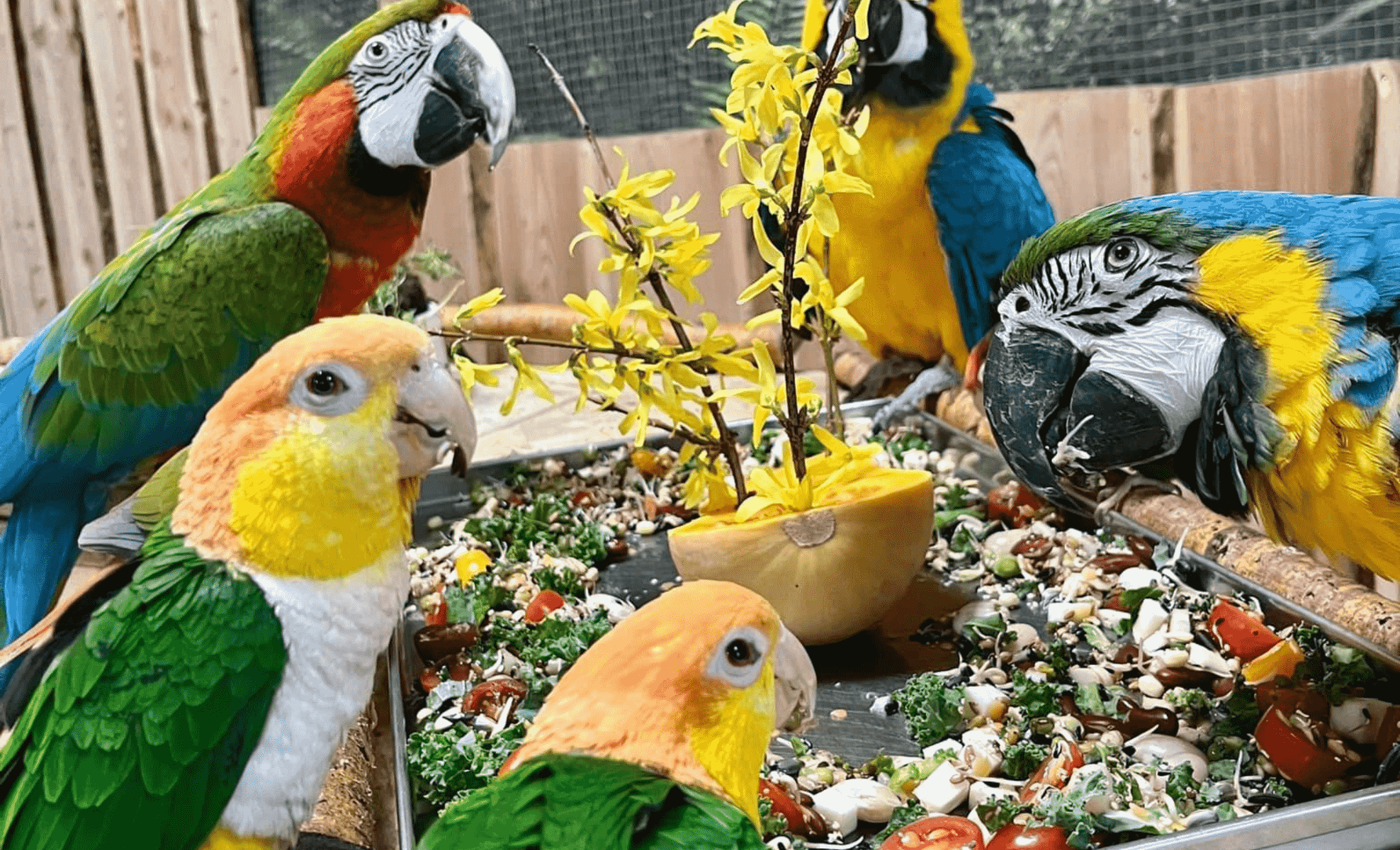 Papugarnia Śnieżka w Karpaczu