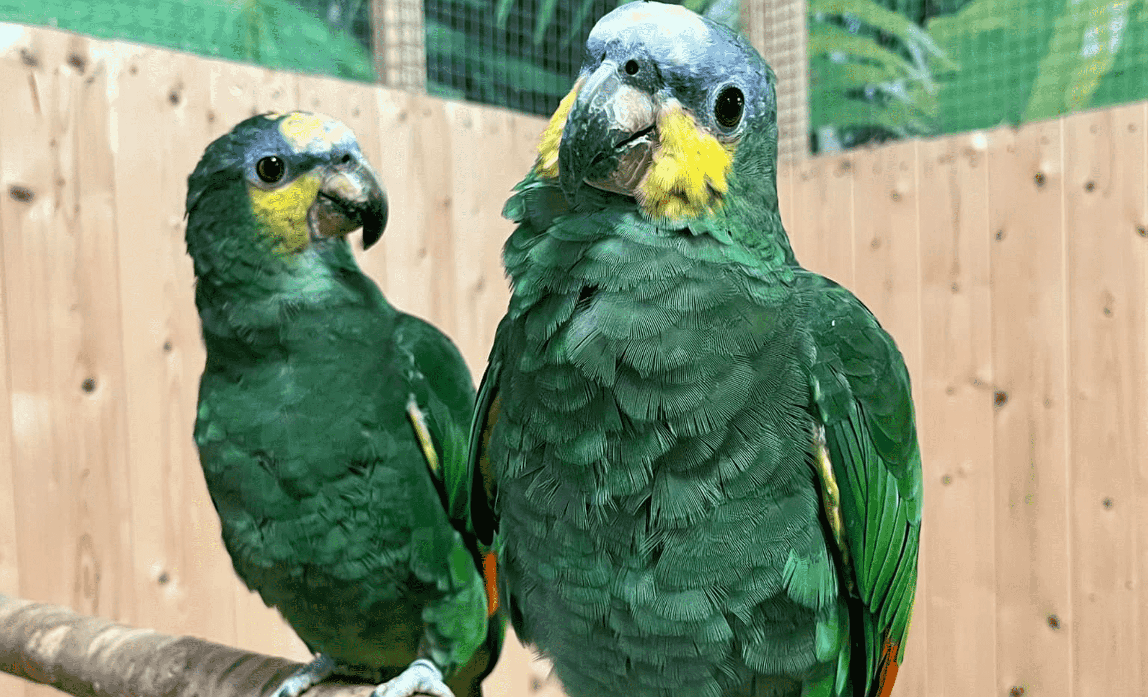 Papugarnia Śnieżka Karpacz