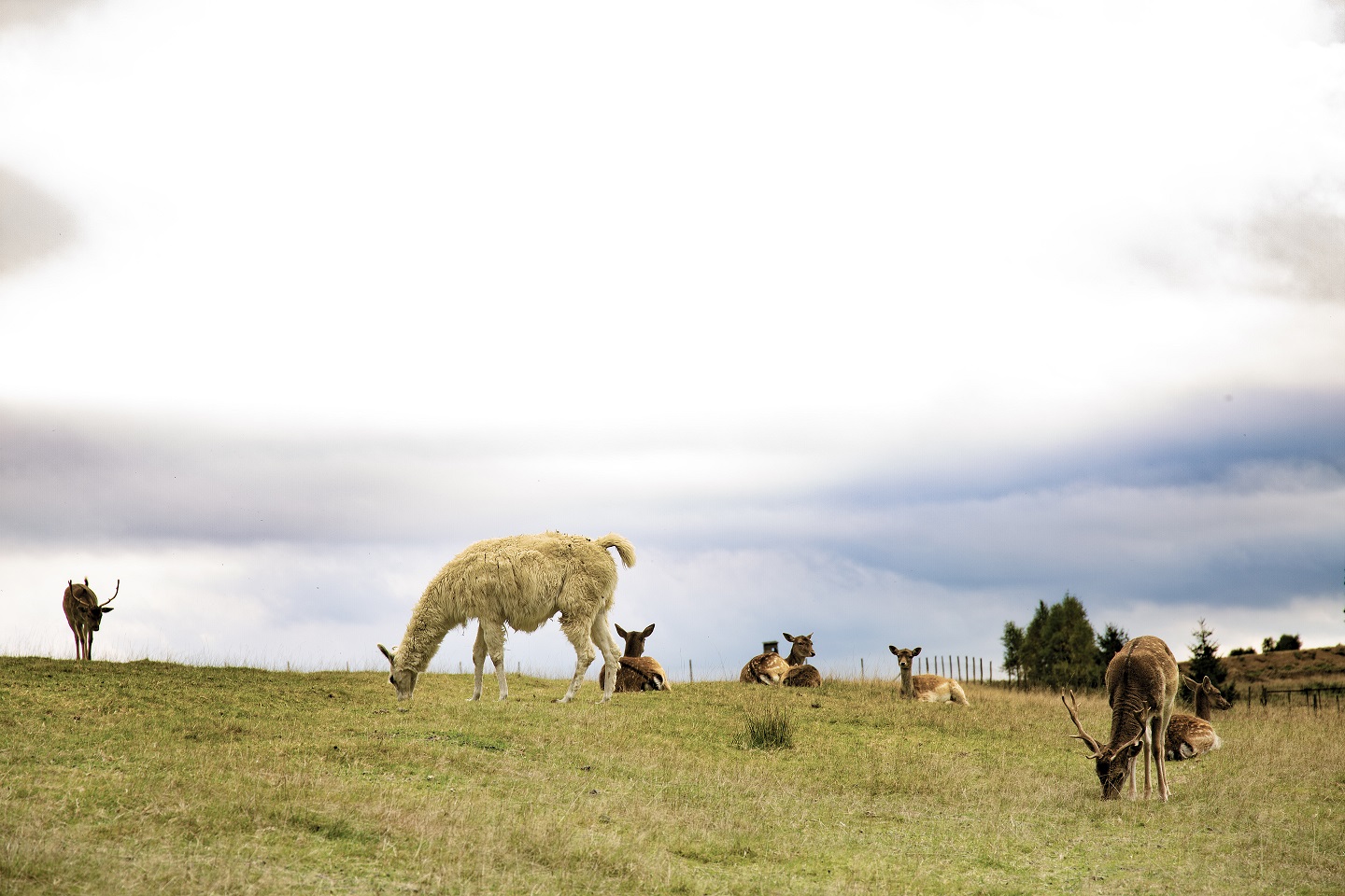 górskie safari zoo łączna
