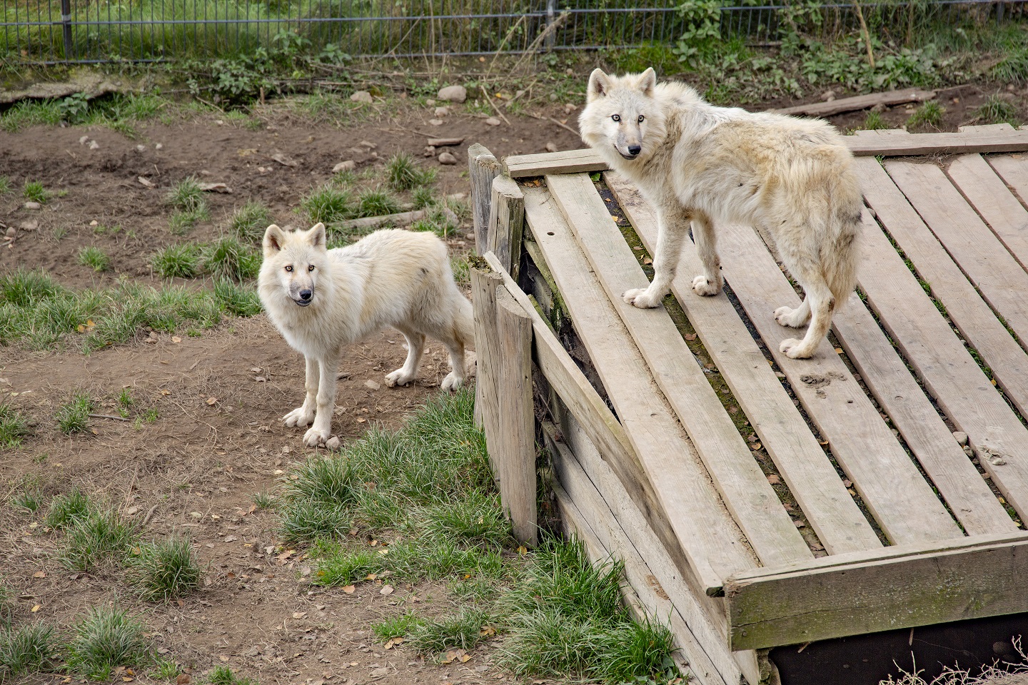 wilki polarne zoo łączna