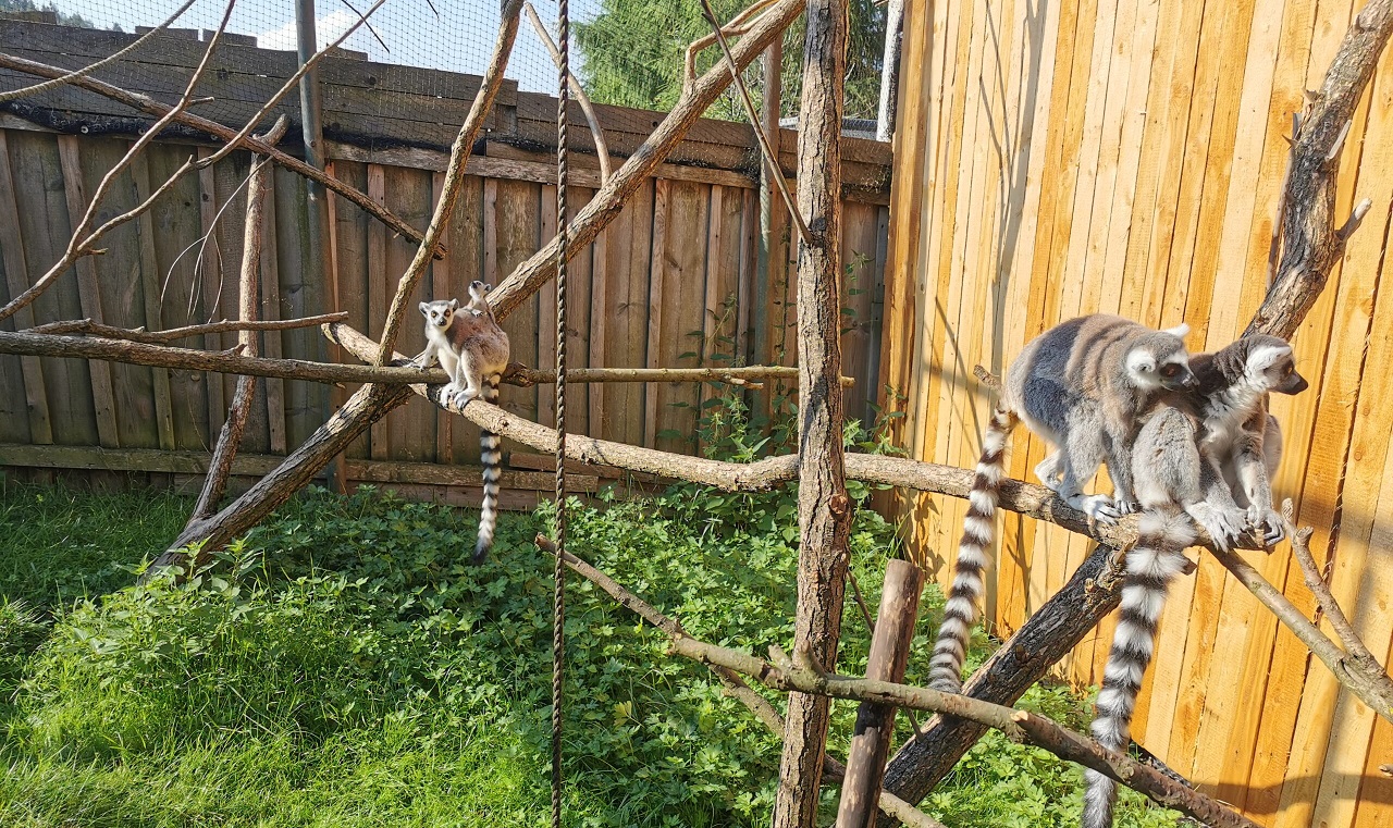 swiat lemurow zoo łączna
