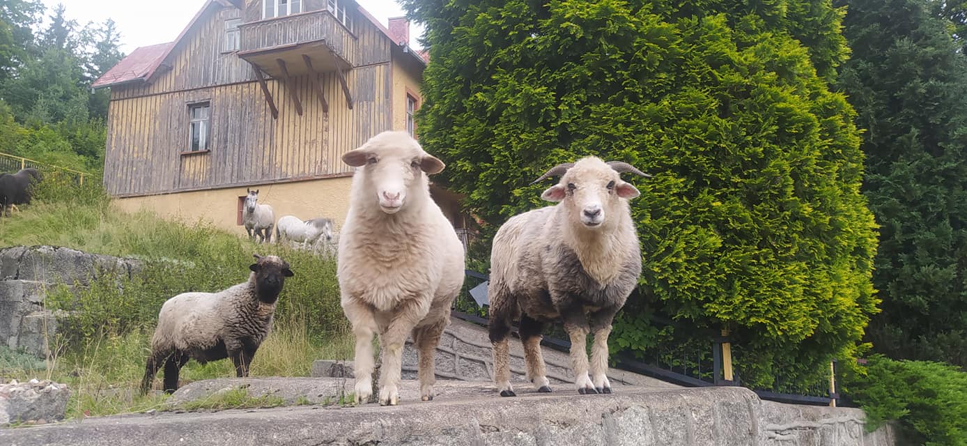 zwierzaczkowo mini zoo szklarska poręba