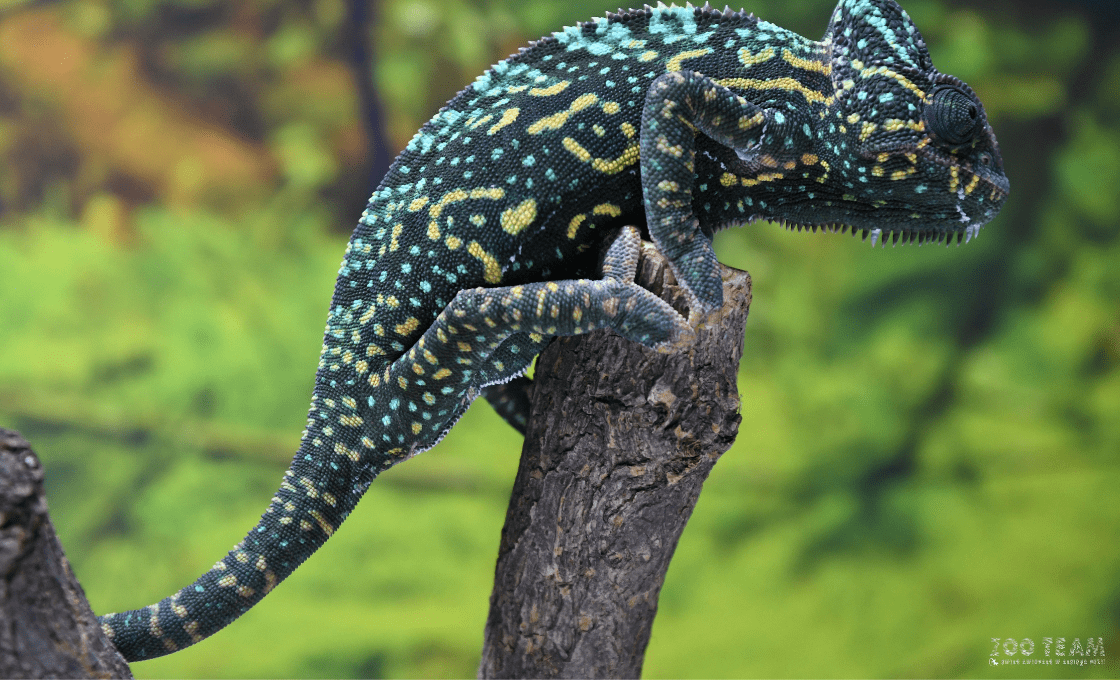 Zoo Team Jelenia Góra