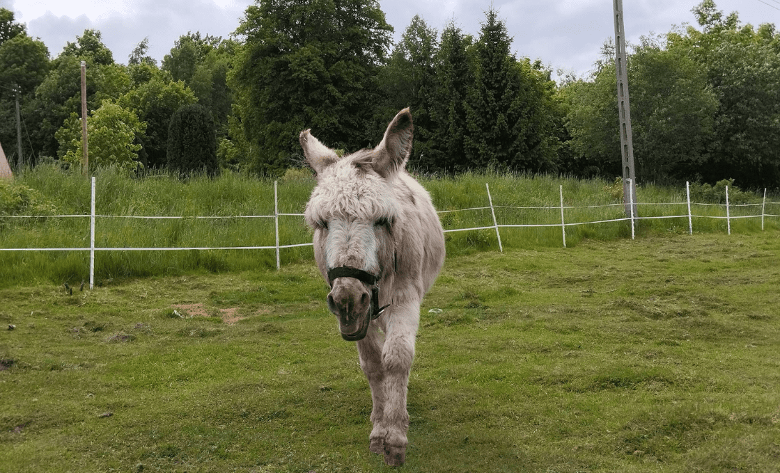 Mini ZOO Zwierzaczkowo Szklarska Poręba