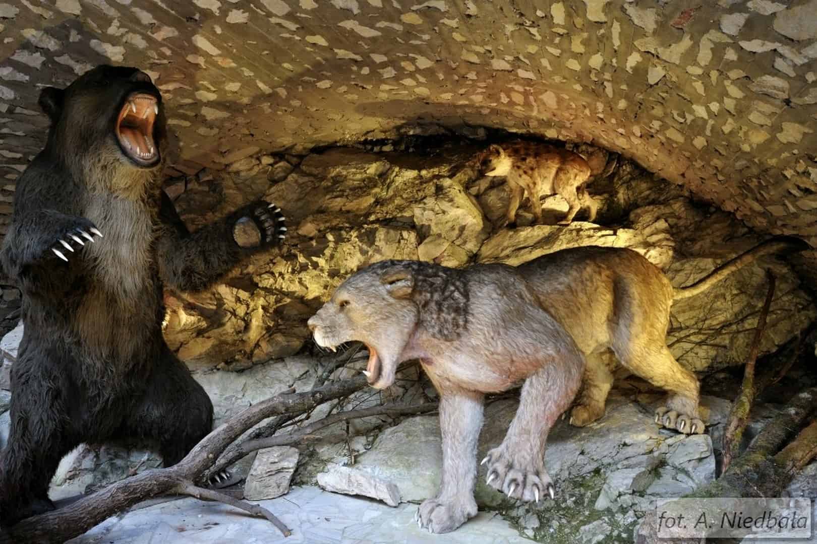 2bModele zwierząt jaskiniowych Niedźwiedź Lew Hienajpg
