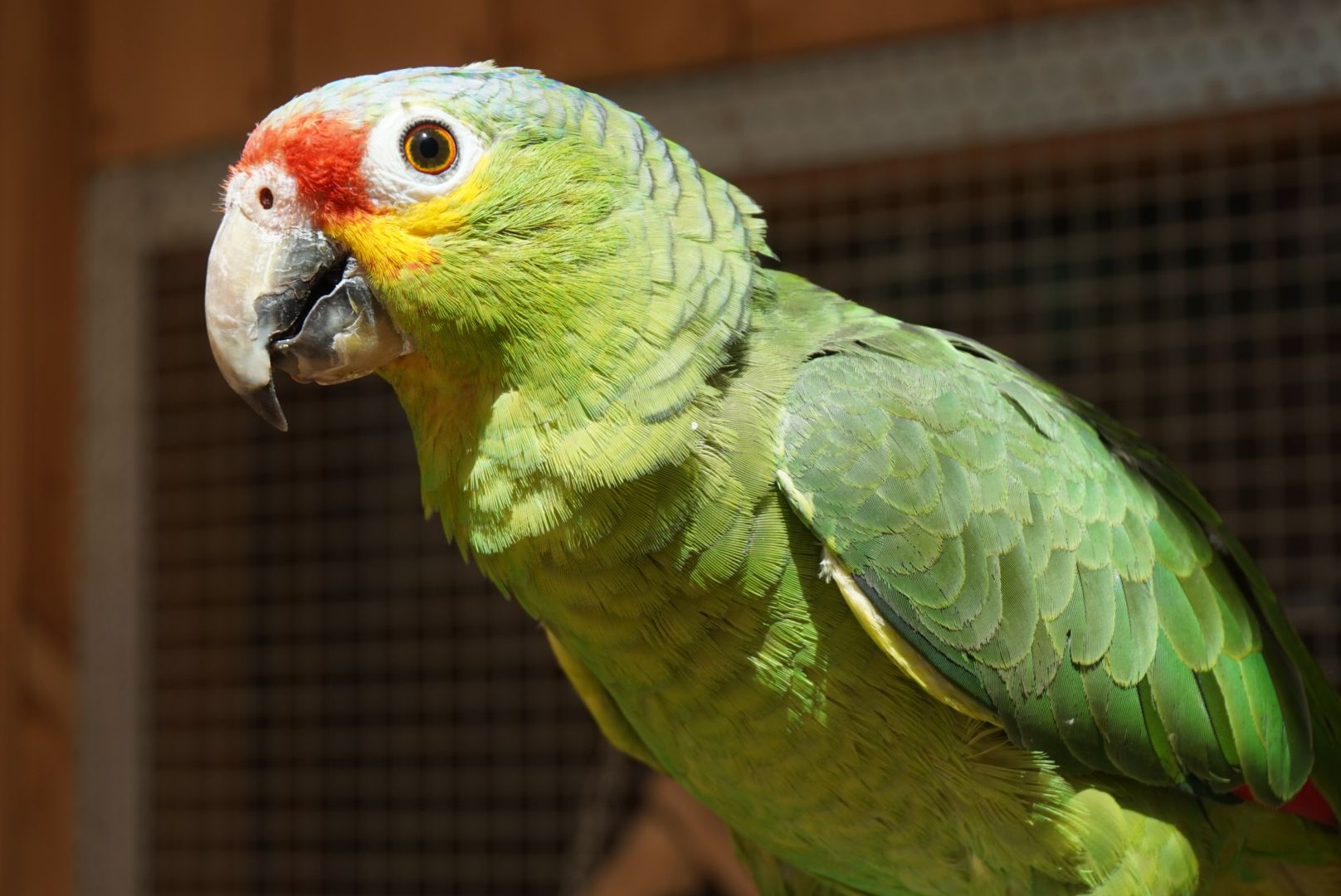 Papugarnia Carmen Katowice