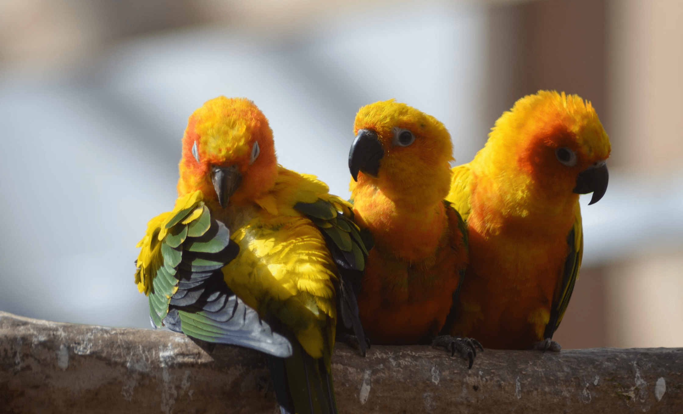 Papugarnia Carmen Katowice