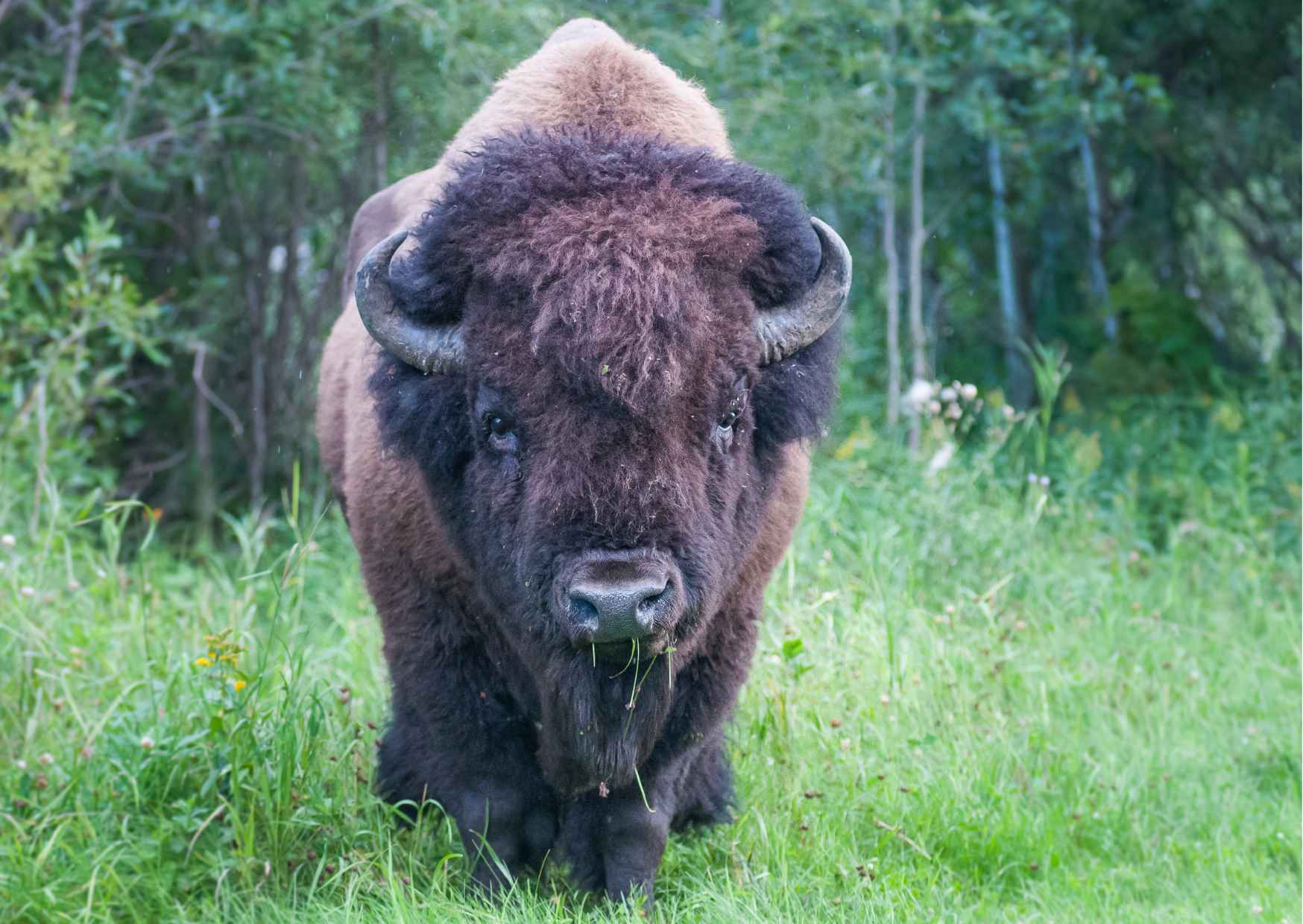 rezerwat zubrów Pszczyna