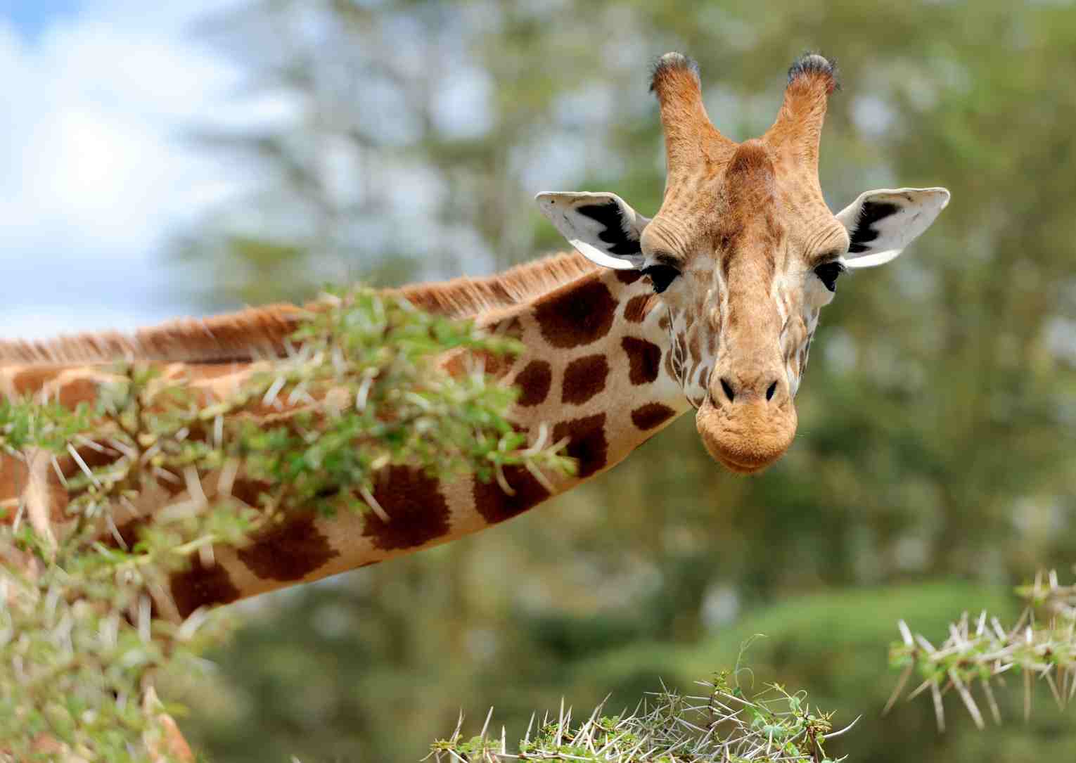 ogrody zoologiczne lubuskie