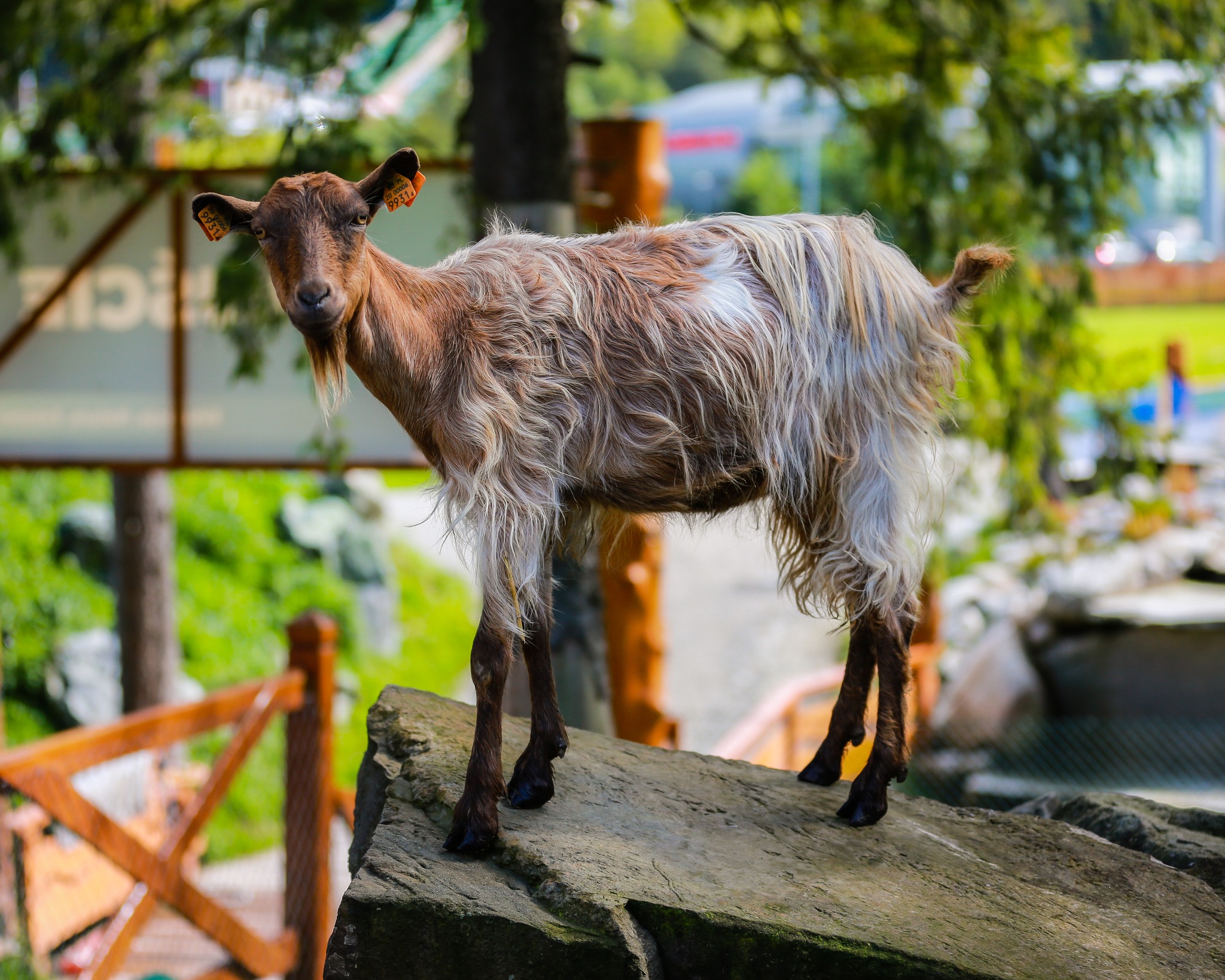 tarzanski park edukacyjny 1