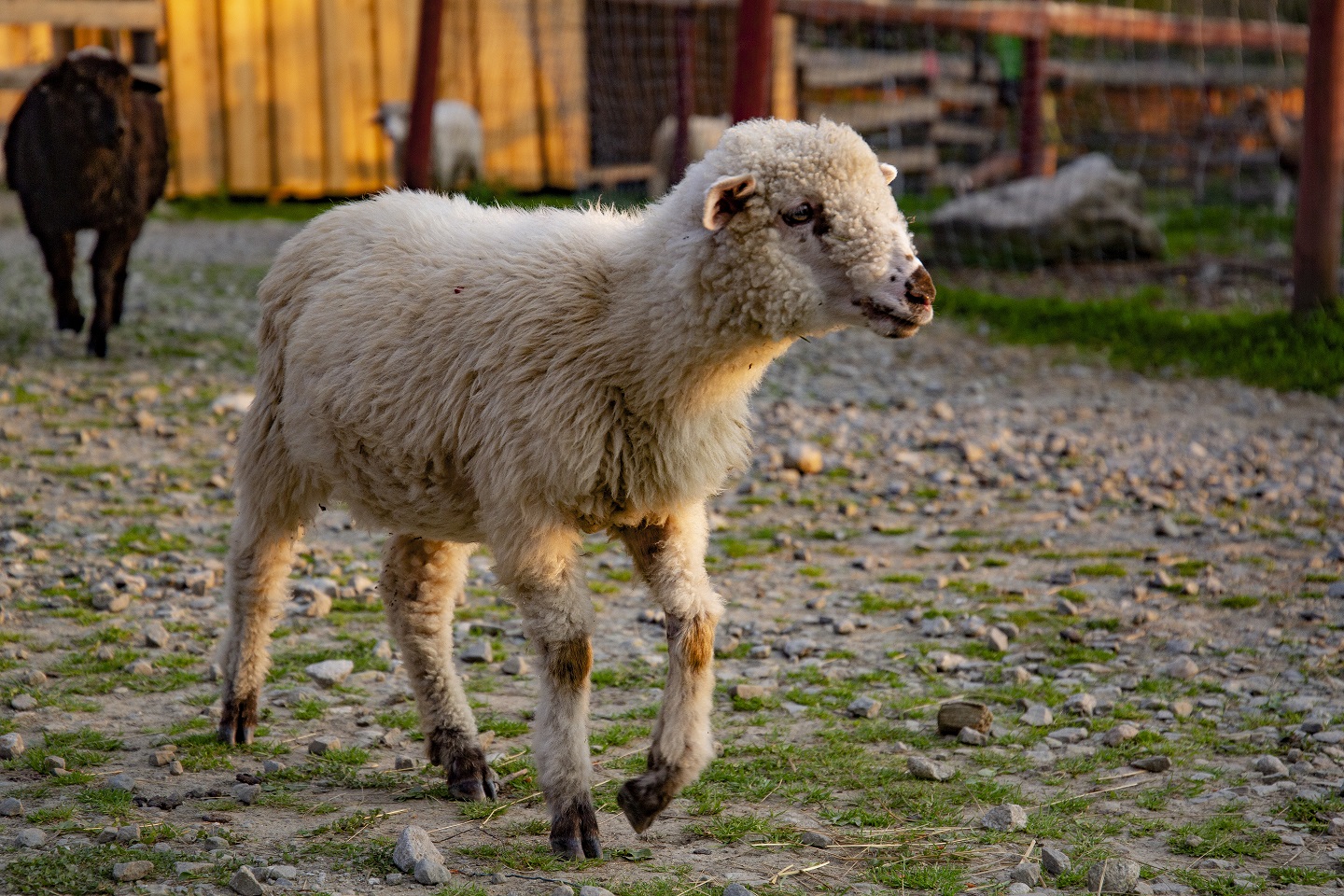 tatrzanskie mini zoo zakopane