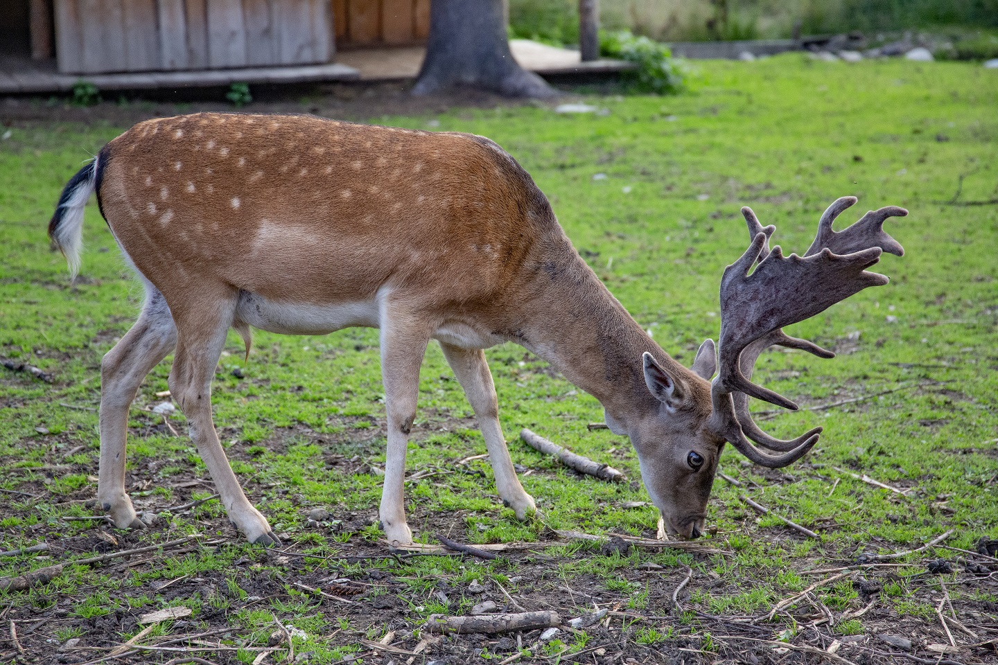 Ogrody zoologiczne Malopolska
