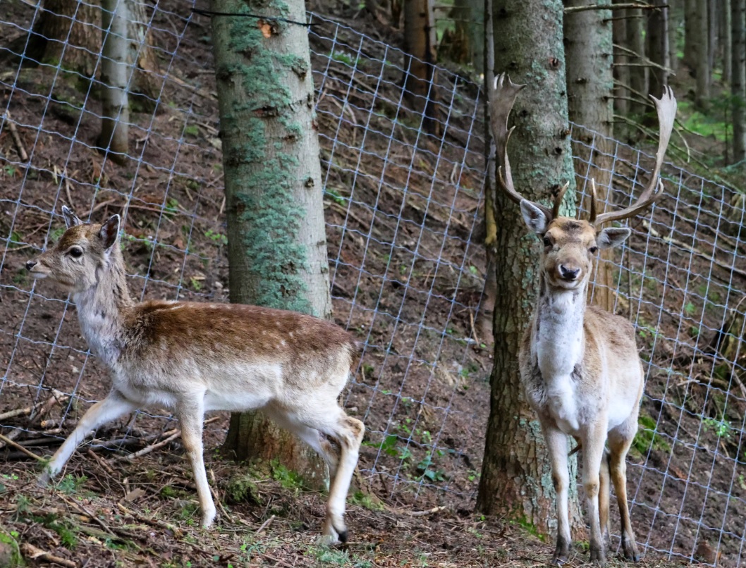 Brama w Gorce – atrakcje Małopolska