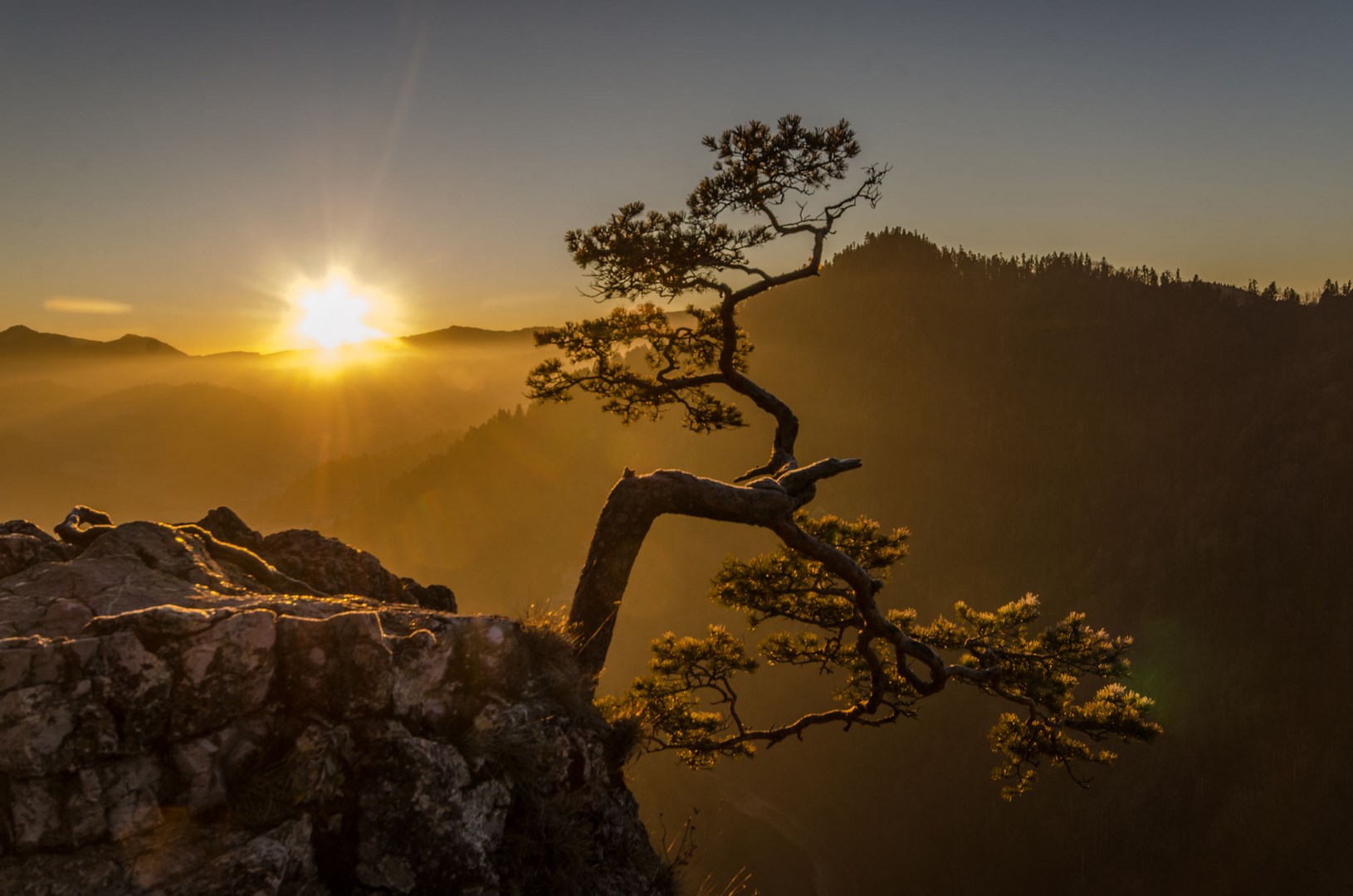 Sokolica Sosna Pieniny