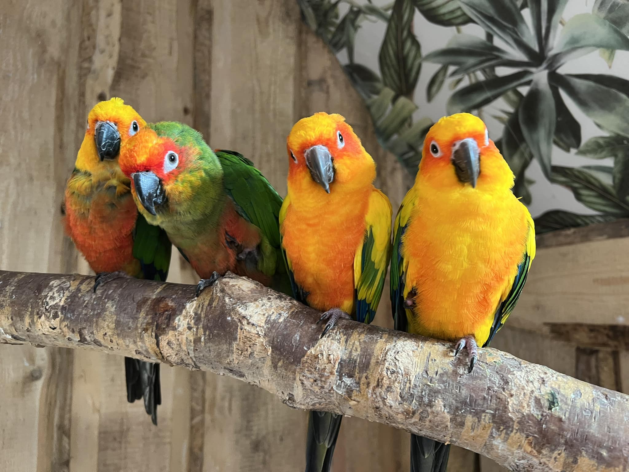 Papugarnia Egzotyczne Zakopane