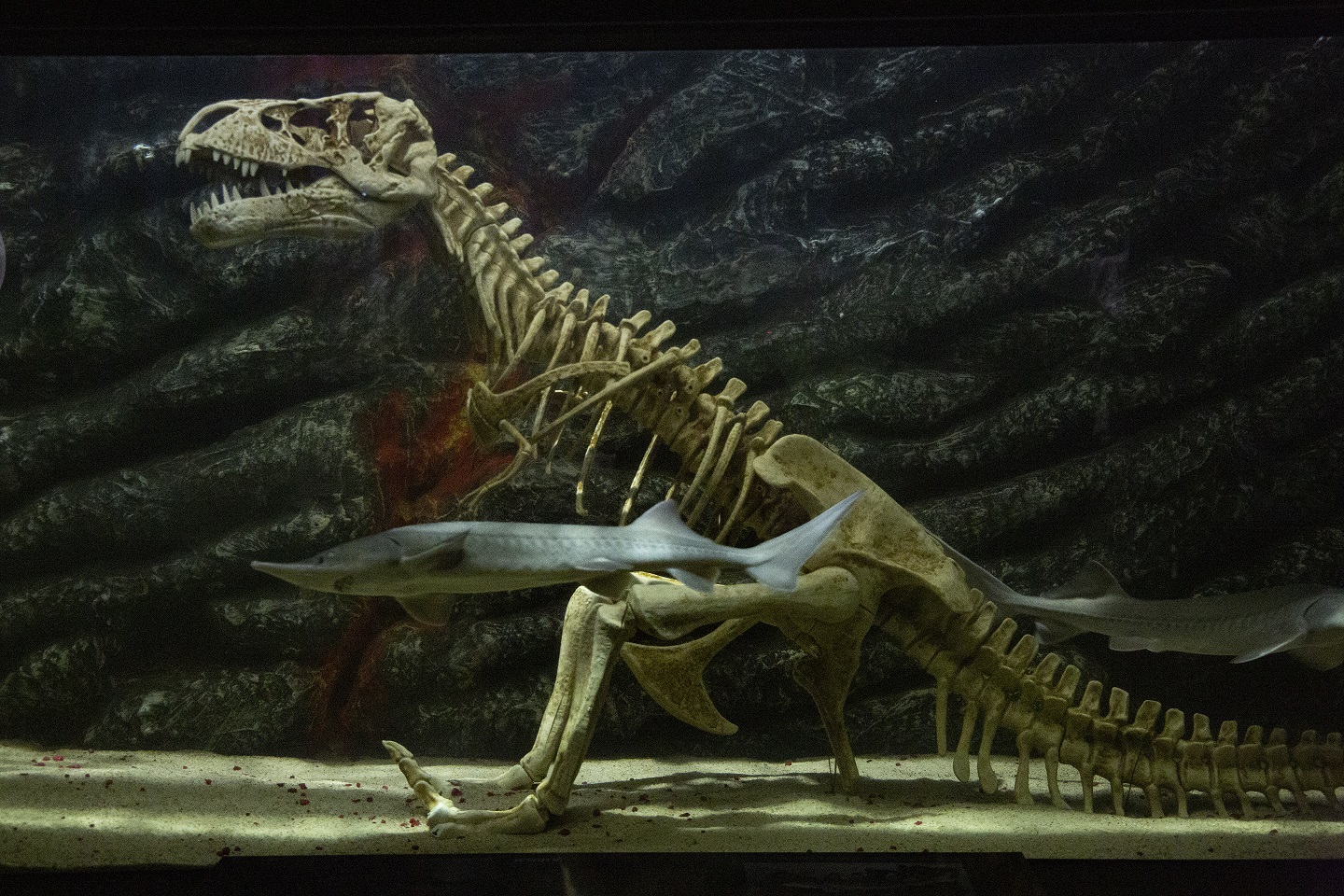 podwodny świat Zakopane