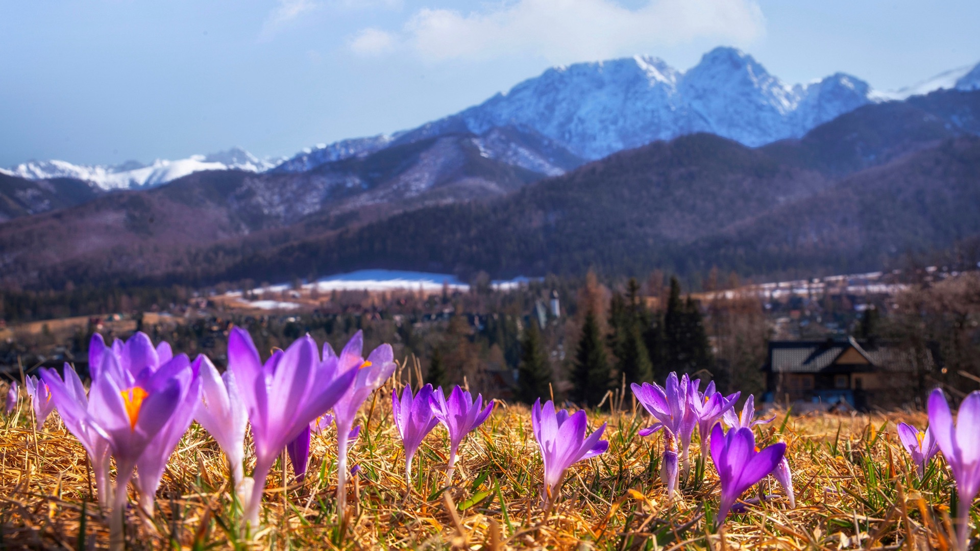 Cmentarz Pęksowy Brzysk