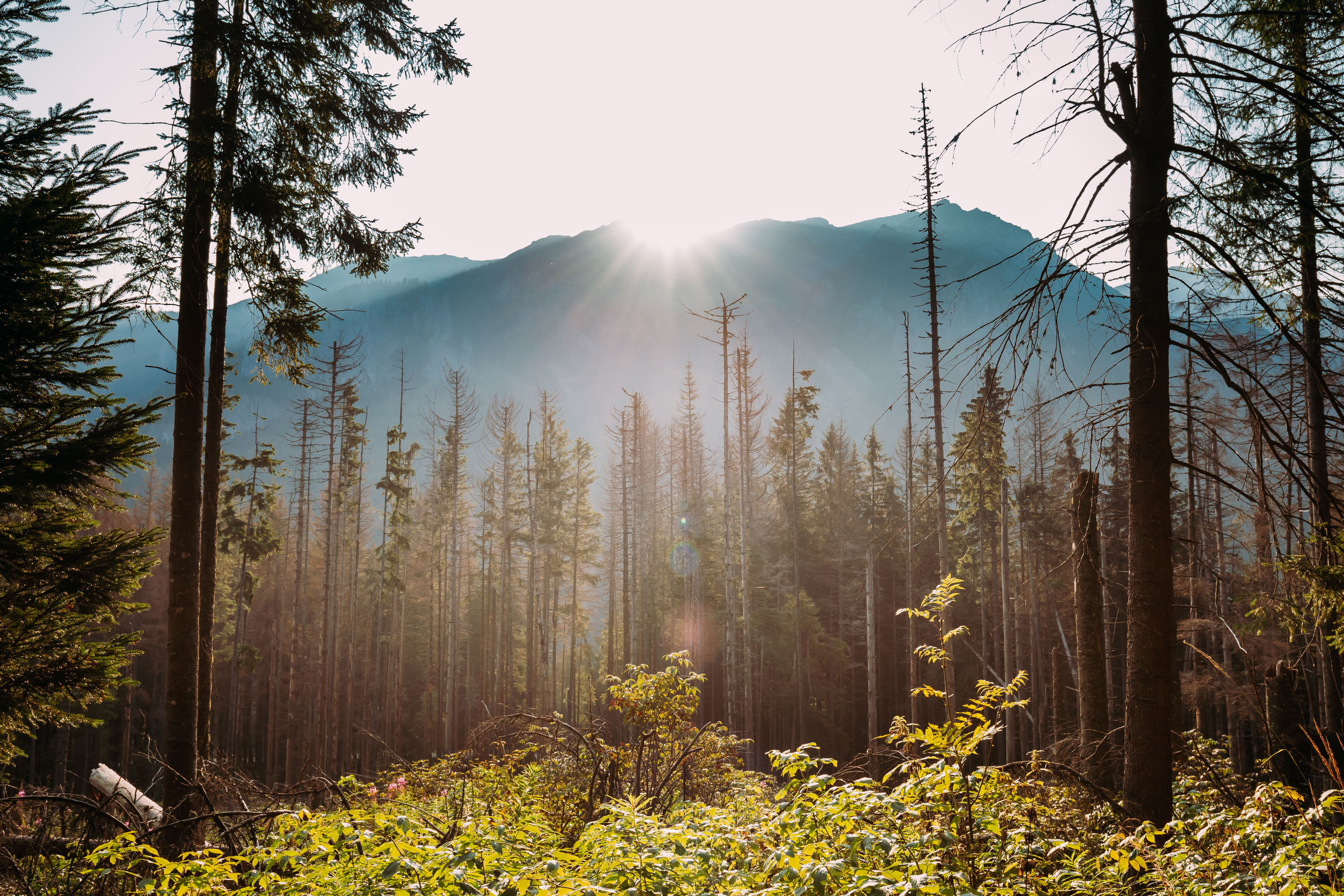 Dolina Kościeliska Zakopane