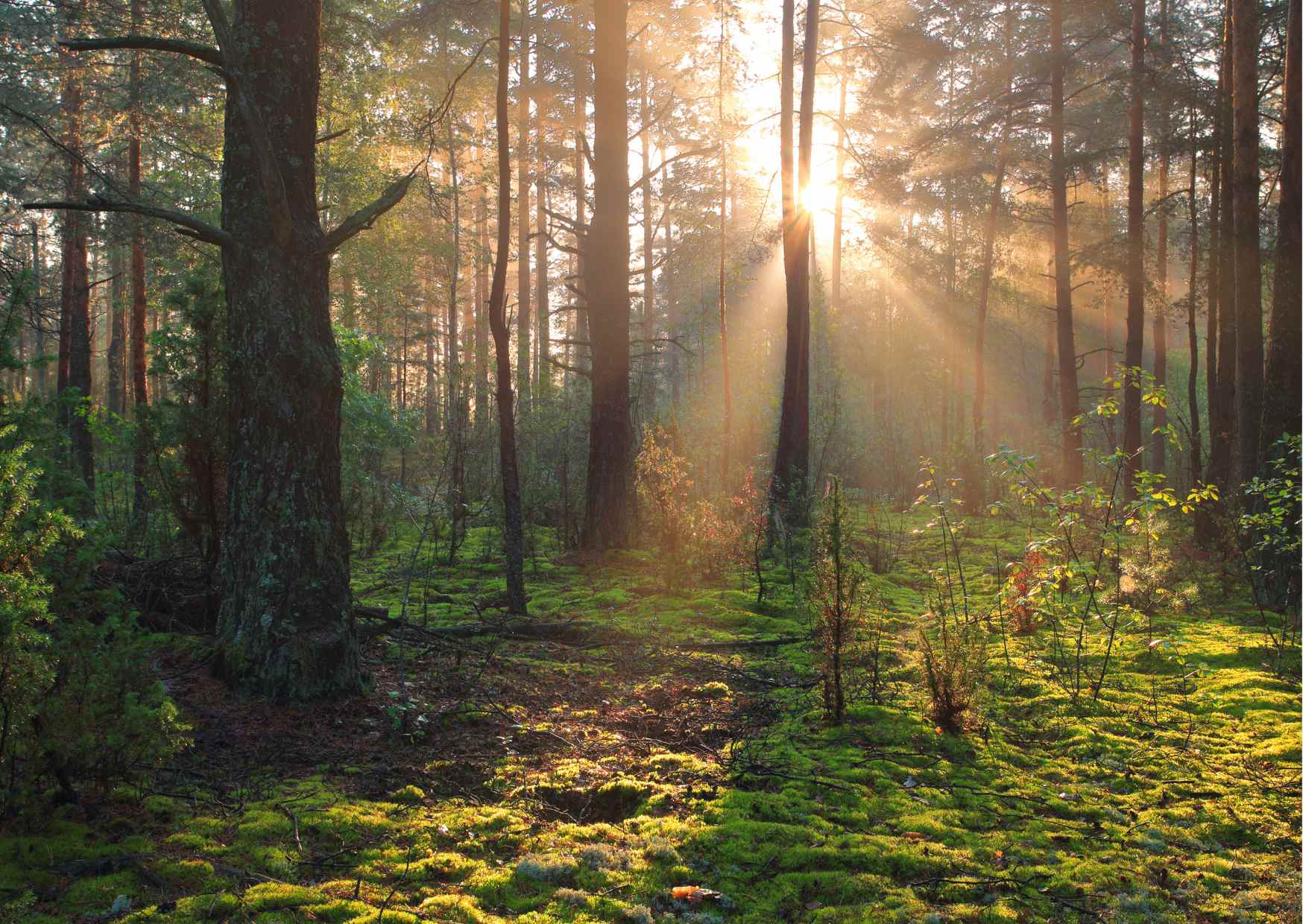 Bialowieski Park Narodowy