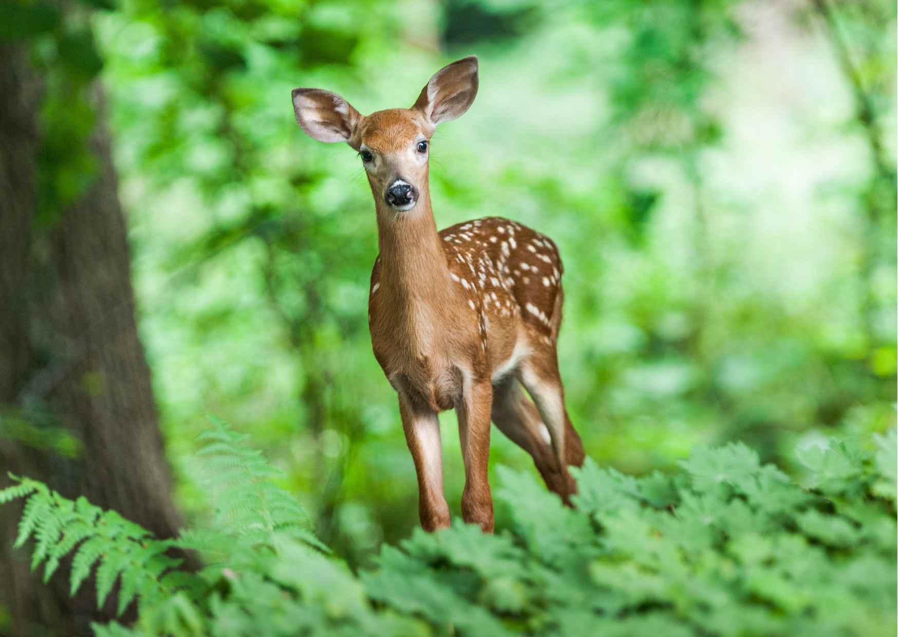Bialowieski Park Narodowy