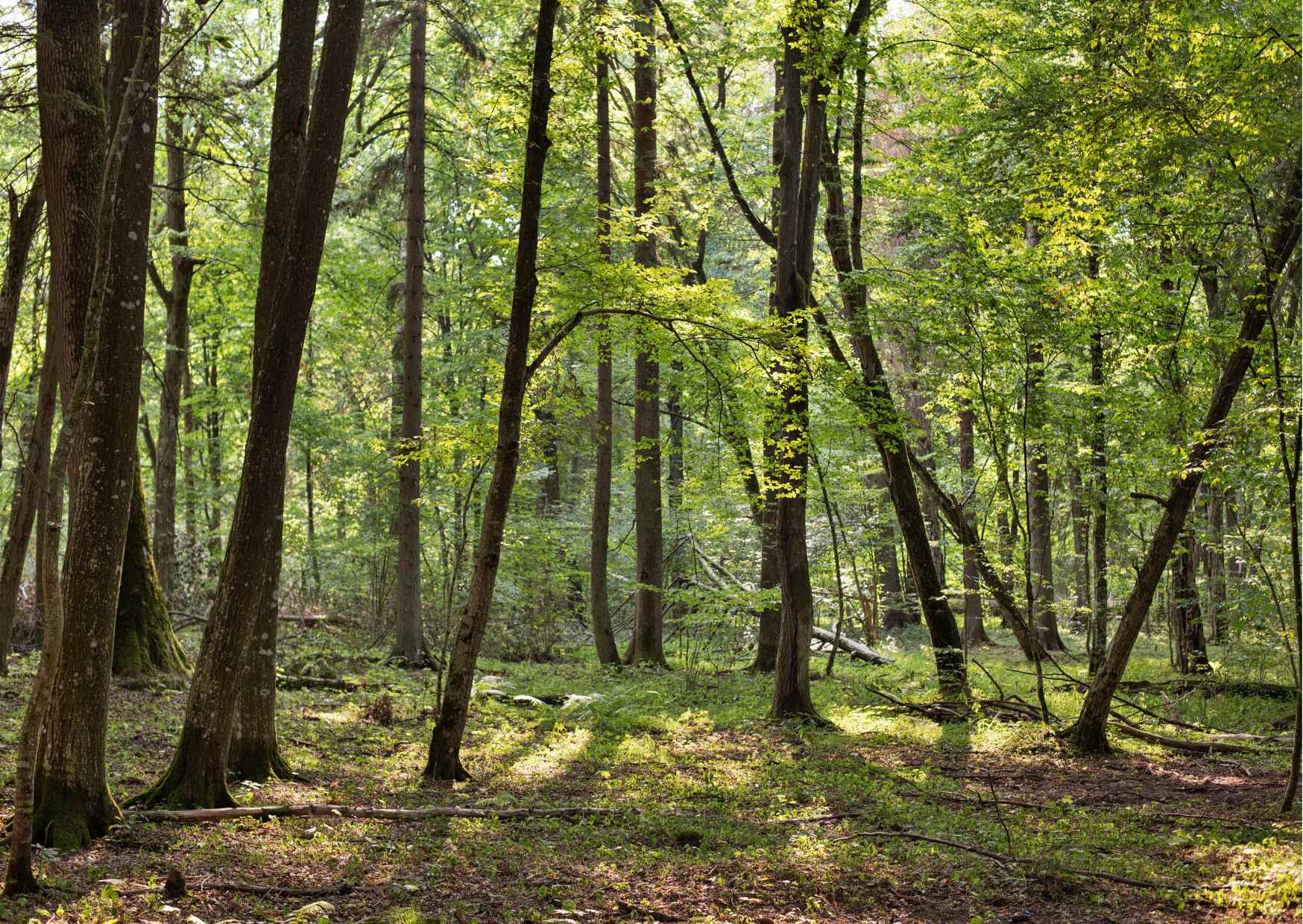 Bialowieski Park Narodowy