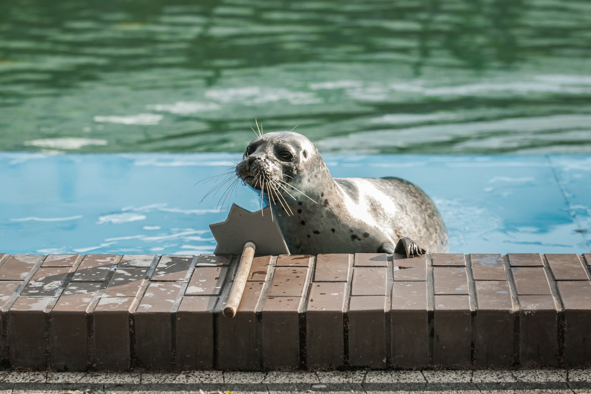 Fokarium Sea Park Sarbsk