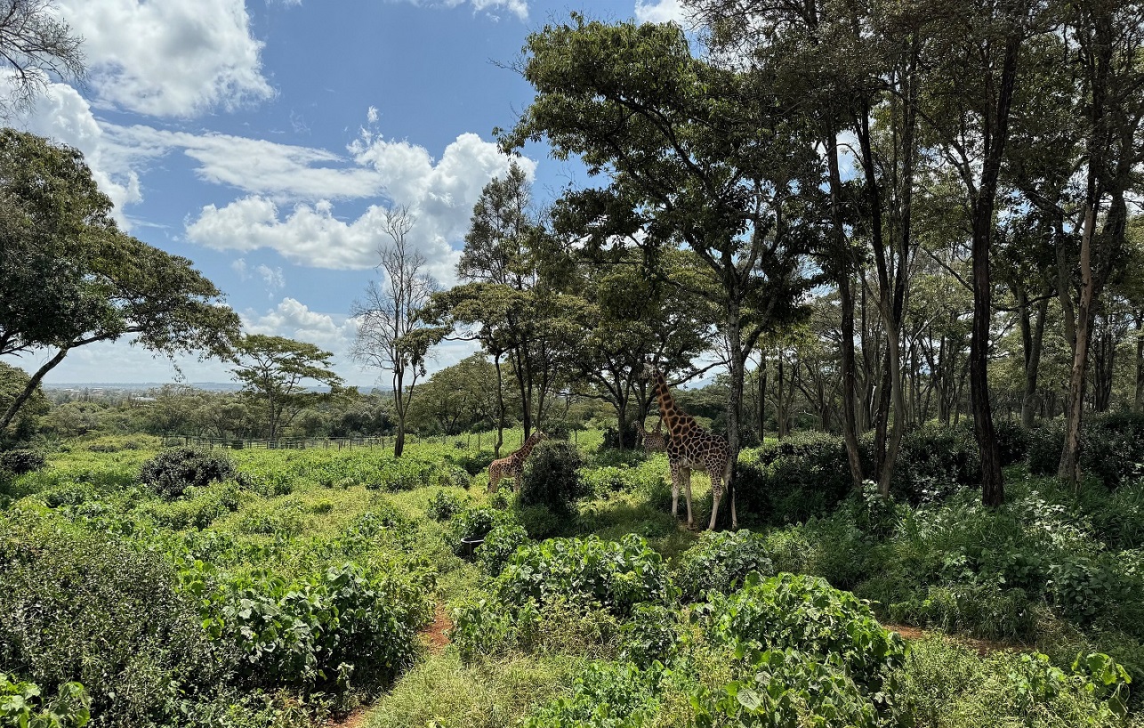 Giraffe Centre Kenia atrakcje