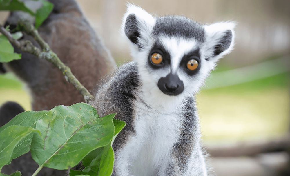 Zoo Łączna - Świat Lemurów