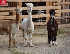 Tatrzańskie Mini ZOO Zakopane